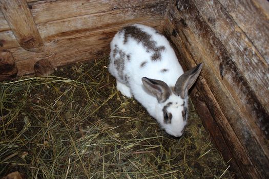 The image of small spotted and nice rabbit