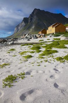 Sandy beach on Lofoten islands in Norway during arctic summer
