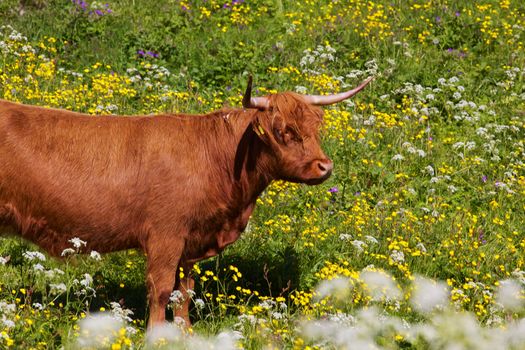 Highland cow grazing on flowering meadow on Lofoten islands, Norway