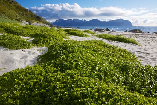 Sandy beach on Lofoten islands in Norway during arctic summer