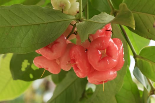 pink of rose apple on tree in garden