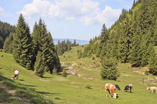 Shot of a picturesque valley with cows
