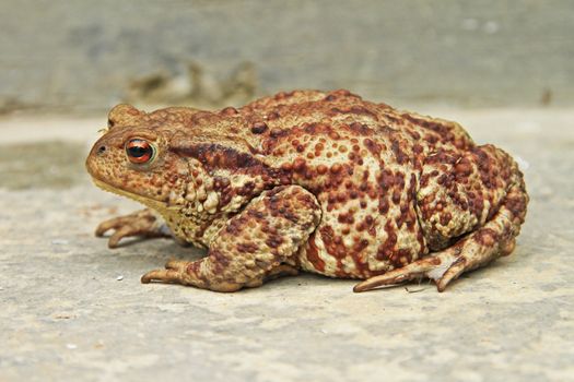 Close-up of a big  ferruginous frog on the ground
