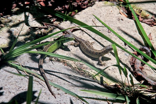 Two lizards sunbathing on a stone