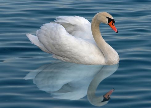 A lonely white swan with reflection on the water