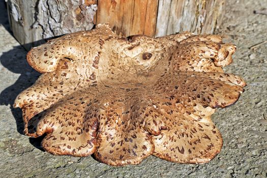 Close-up of a big brown tinder mushroom