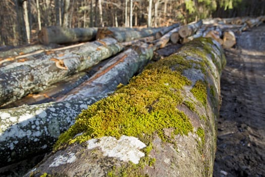 Close-up of a big pine trunk with moss