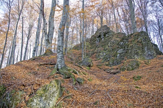 Big rocks in a forest covered with moss