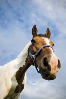 Head of a Quarter Horse with Cloudscape