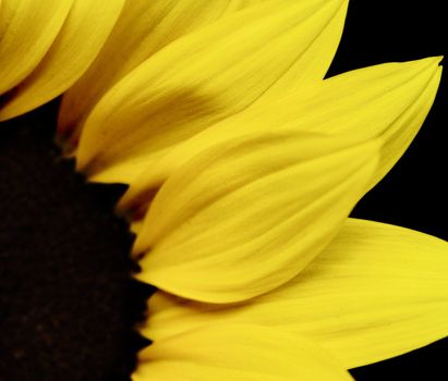 Macro shot of a beautiful yellow sunflower