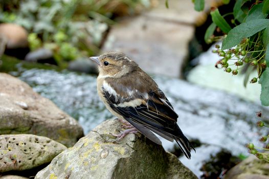 Baby chaffinch perched on small rocks around a garden pond