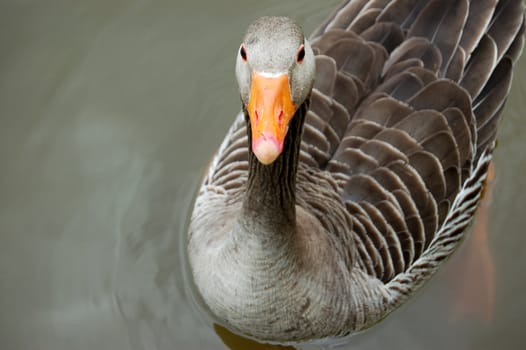 Graylag goose floating calmly on still waters
