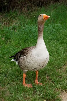 Defensive greylag goose standing tall on the bank with grass in its beak