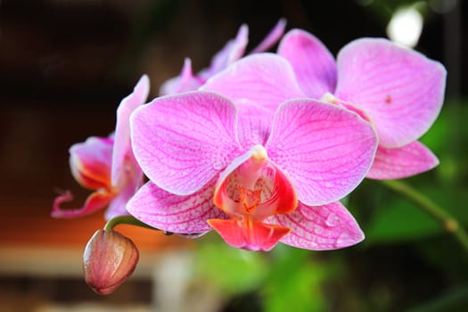Pink orchids in tropical garden 