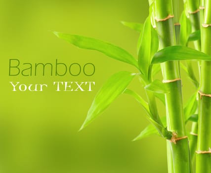 Bamboo background with copy space