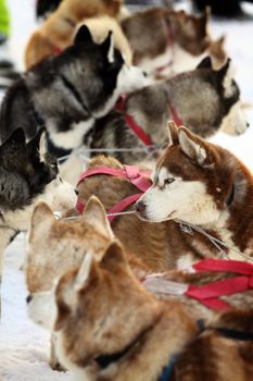 Outdoor portrait of siberian husky dog 