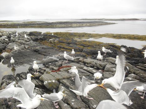 seagulls fighting for fish at the sea cost with sea and fog at the background