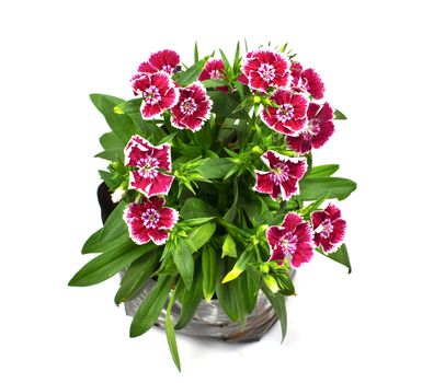 Nursery bags with dianthus flowers  isolated on white background