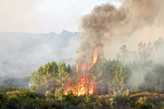 Big forest fire in the countryside from Portugal