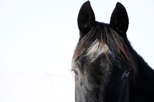 Head of a black Horse isolated on white Background