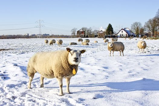 Wintertime in the countryside from the Netherlands