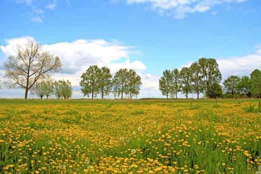 Springtime in the Netherlands