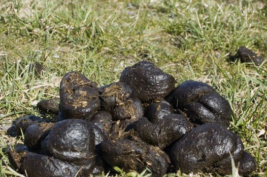 Pile of Fresh and Shiny Horse Dung