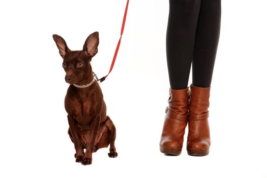 small pinscher portrait isolated on a white background