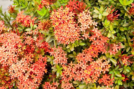 west Indian jasmine flower in the garden