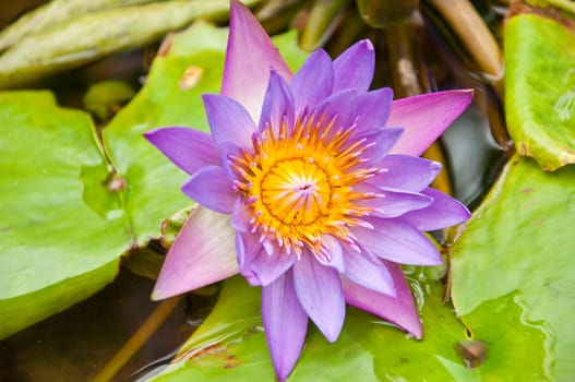 violet lotus in the garden