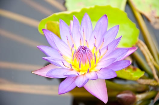 violet lotus in the garden