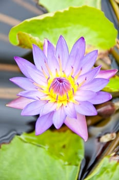 violet lotus in the garden