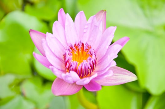 violet lotus in the garden