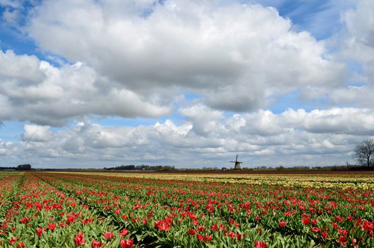 Colorful fields of tulips and a windmill under a cloudy sky in Holland.
