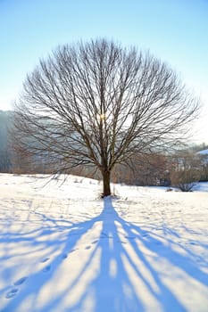 A single tree on the winter meadow