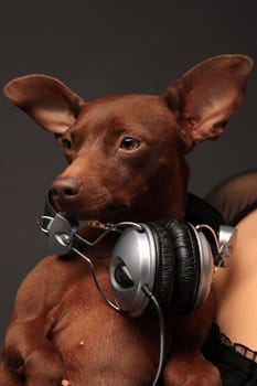 portrait of pinscher dog with headphones