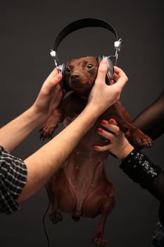 portrait of pinscher dog with headphones