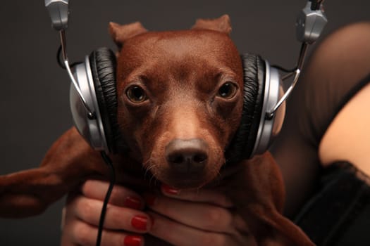 portrait of pinscher dog with headphones