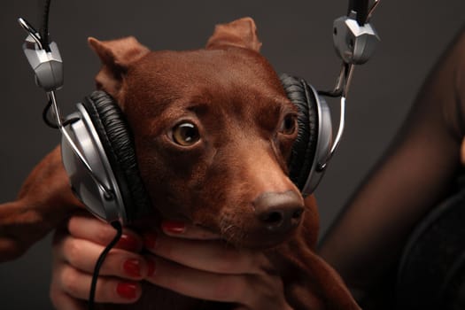 portrait of pinscher dog with headphones