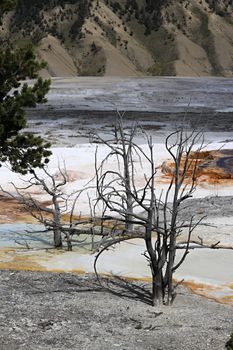 DEAD TREES AT MAMMOTH HOT SPRINGS,Yellowstone NP