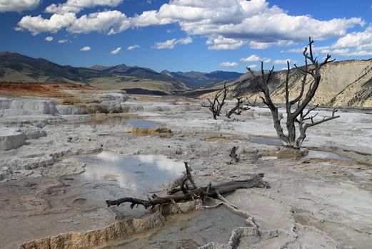 Dead trees at Upper Terrace thermal features at Mammoth Hot Springs 
