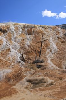 Mammoth Hot Springs with dead trees in Yellowstone national park 
