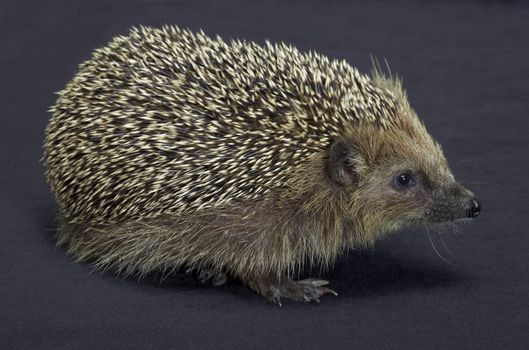 angle shot of a young hedgehog. Studio photography in dark back