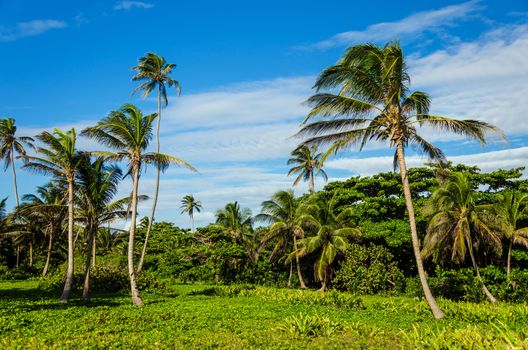 Green tropical clearing with palm trees in San Andres, Colombia