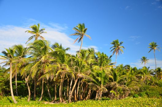 A grove of palm trees in San Andres, Colombia