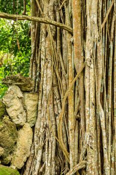 Tropical vines covering a tree in San Andres, Colombia