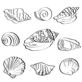 Set different marine seashells, black contour on white background.