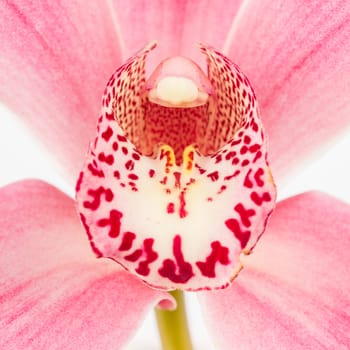 Phalaenopsis, colorful pink orchid on white background