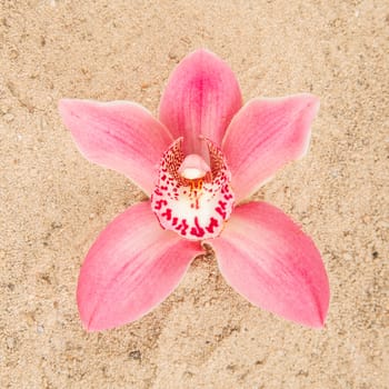 Phalaenopsis, colorful pink orchid on sand background
