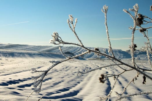 Closeup of a frosted tree twig with snowy field